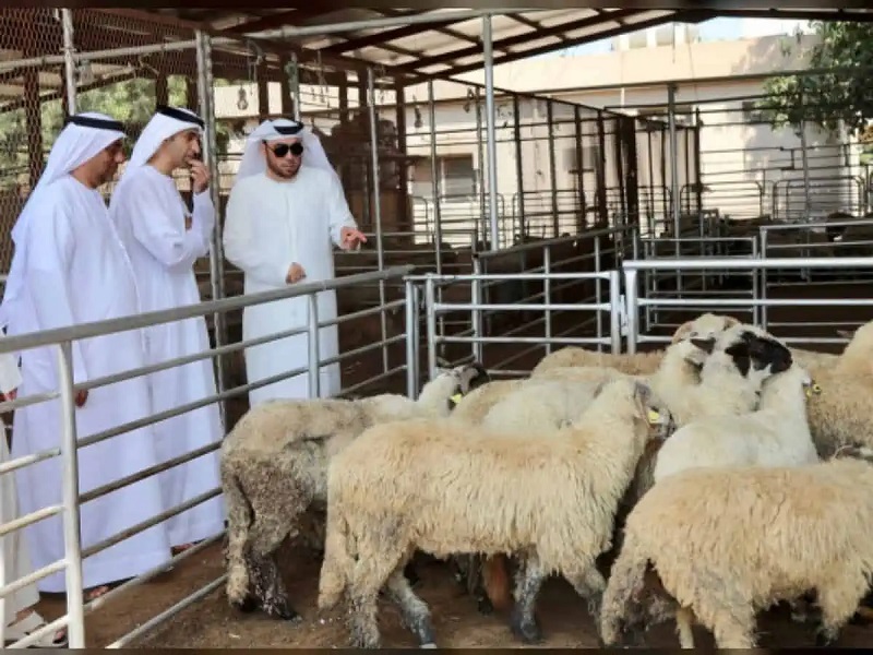 Eid Al Adha: Prices of sacrificial animals in Dubai